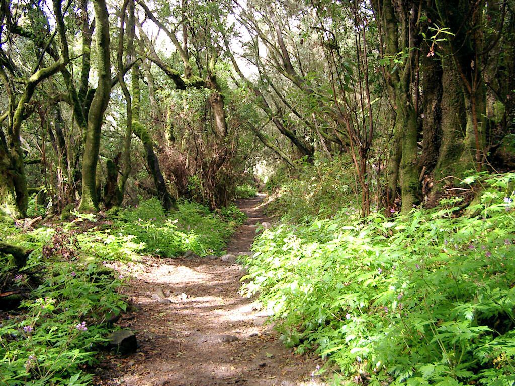 VIERNES: El Bosque Encantado (Parque Nacional)