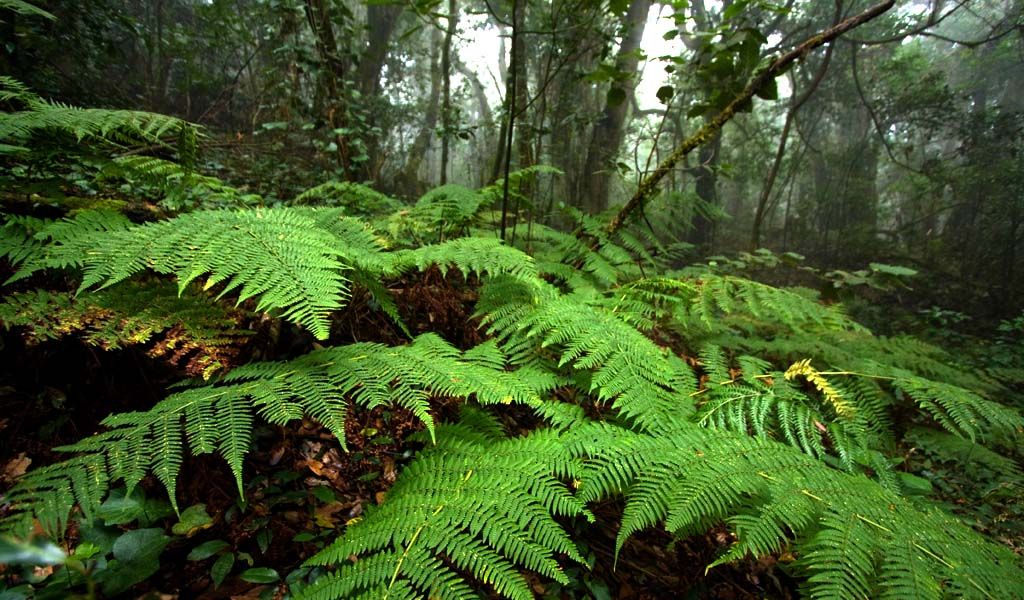 WEDNESDAY: The Rain Forest (national park)